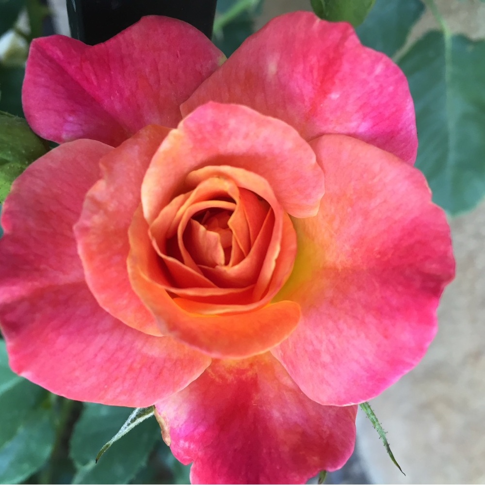 Photographer’s Guide to the Nikon Coolpix P1000 - Picture 11 of 13